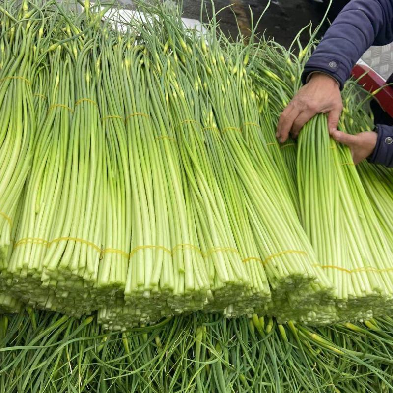 精品，白帽，红帽蒜薹80公分以上全部一级货