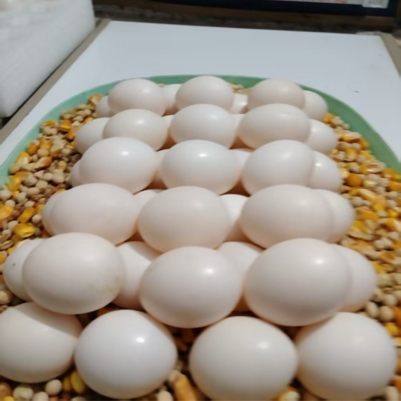 鸽子蛋，品质好，货量大，自己养殖，欢迎采购