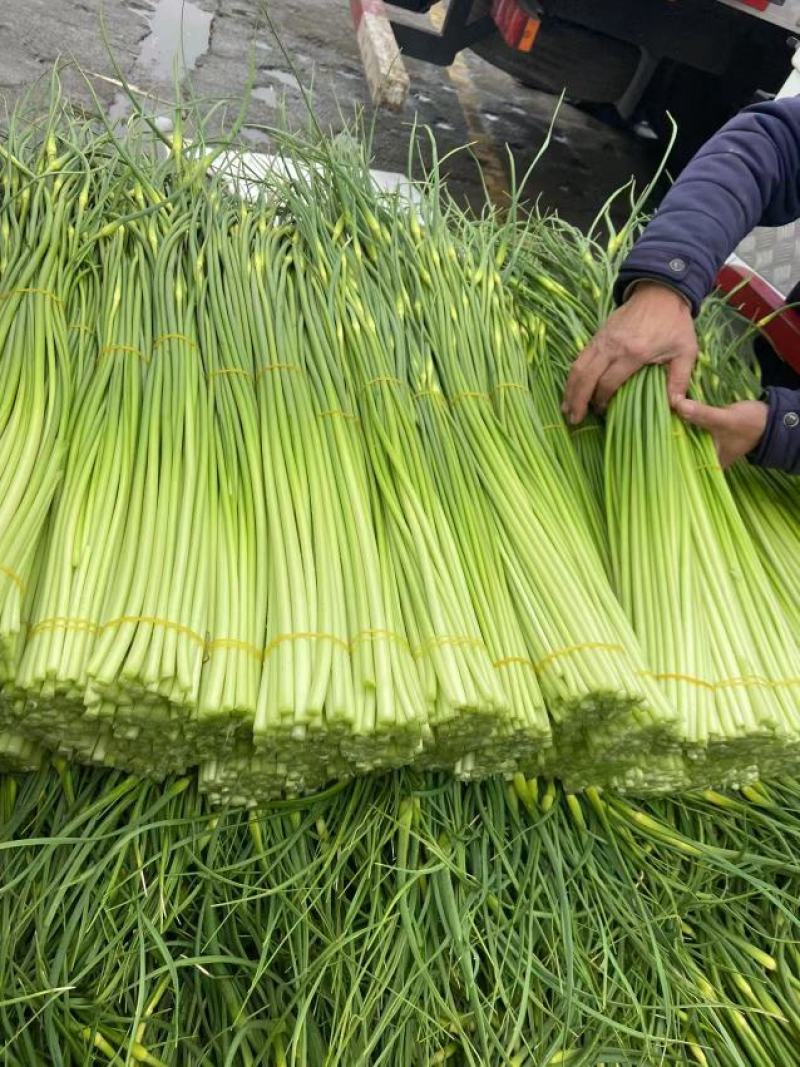 精品，白帽，红帽蒜薹80公分以上全部一级货