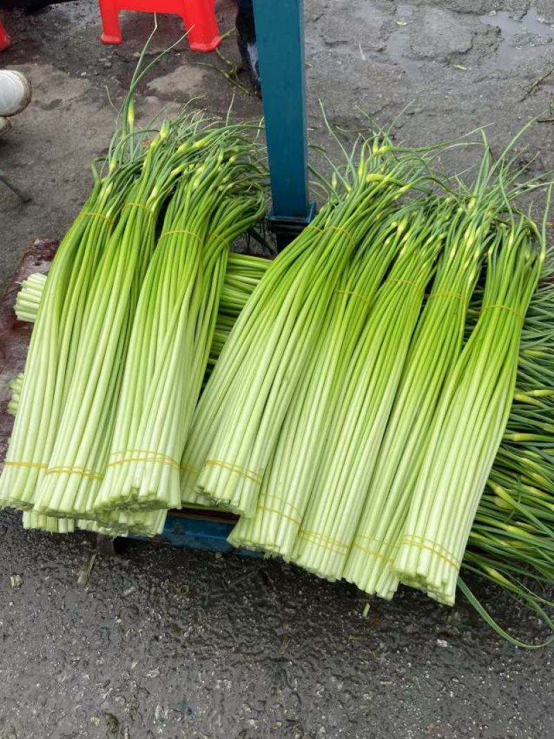 精品，白帽，红帽蒜薹80公分以上全部一级货