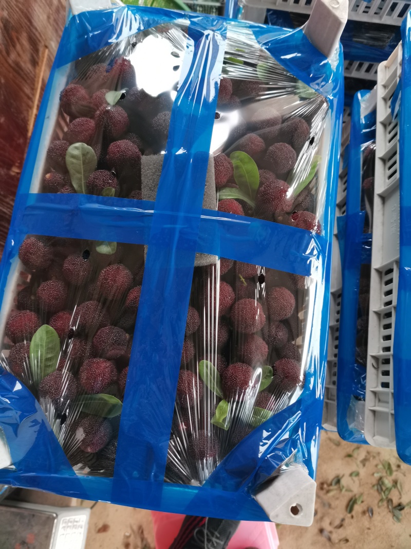福建漳州龙海杨梅榨汁果杨梅冰冻杨梅落地果罐头果
