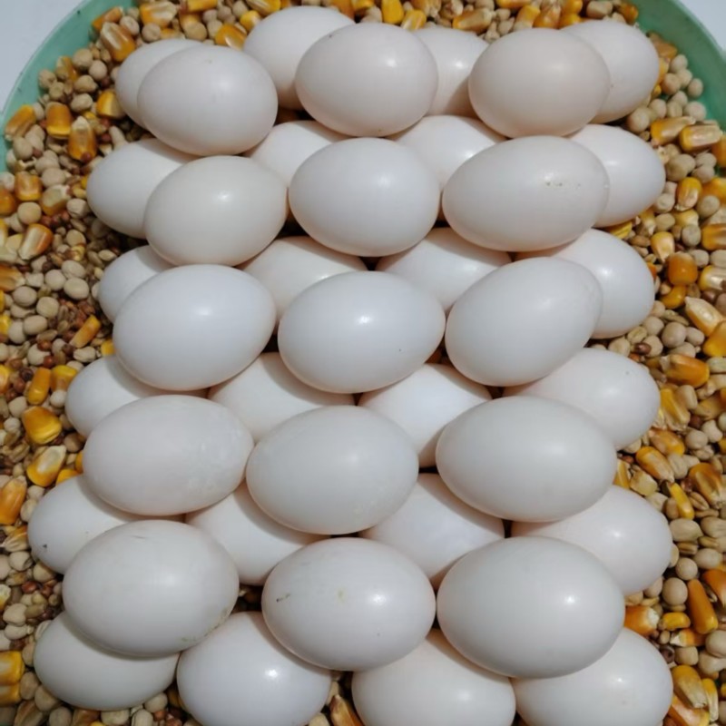 高品质鸽子蛋，品质好，货量大，自己养殖，欢迎采购