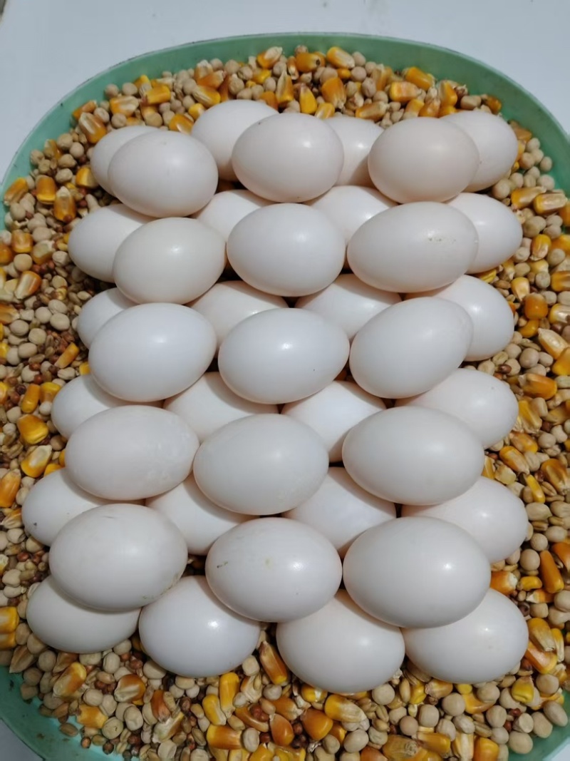 高品质鸽子蛋，品质好，货量大，自己养殖，欢迎采购