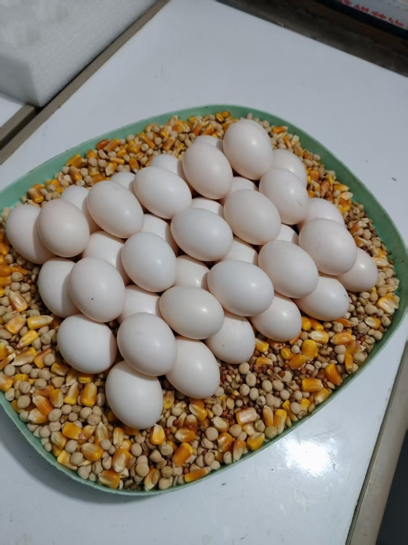 高品质鸽子蛋，品质好，货量大，自己养殖，欢迎采购