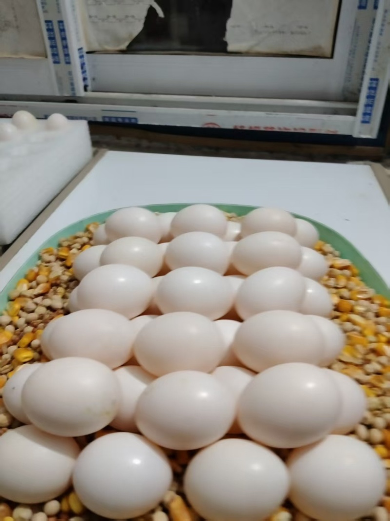 高品质鸽子蛋，品质好，货量大，自己养殖，欢迎采购