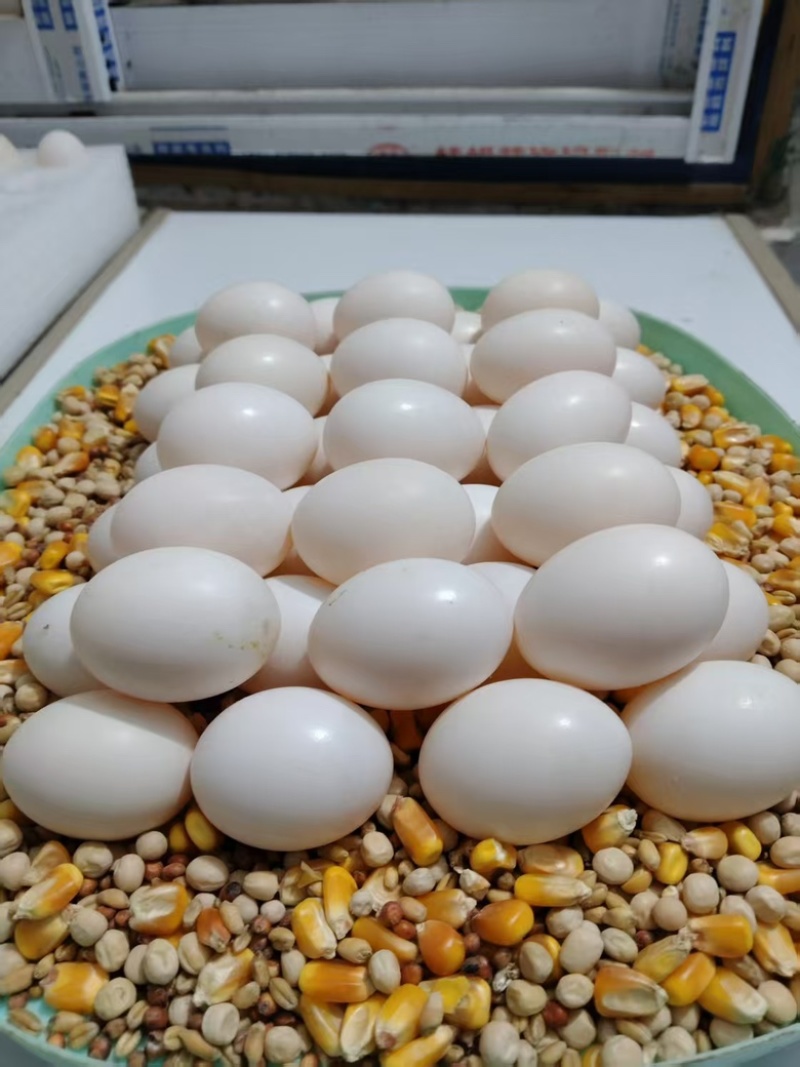 高品质鸽子蛋，品质好，货量大，自己养殖，欢迎采购
