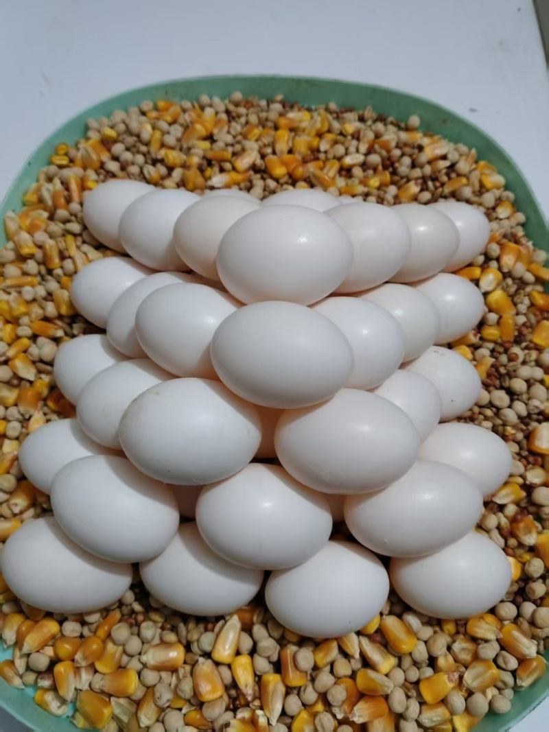 高品质鸽子蛋，品质好，货量大，自己养殖，欢迎采购