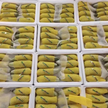 费县万亩甜瓜博洋九羊角蜜大量上市对接各大电商市场