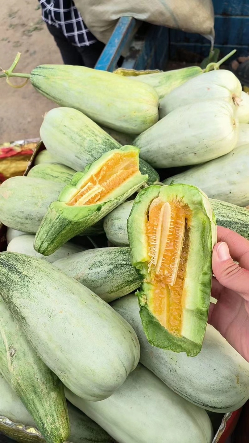 费县万亩甜瓜博洋九羊角蜜大量上市对接各大电商市场