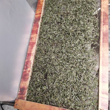 绿色苔茶