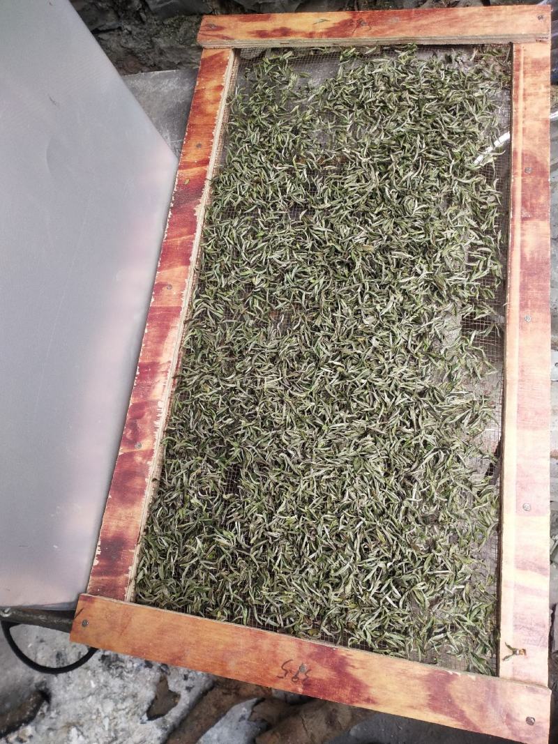 绿色苔茶