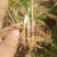 韭菜根下来了，大量供应，需要的电商老板联系