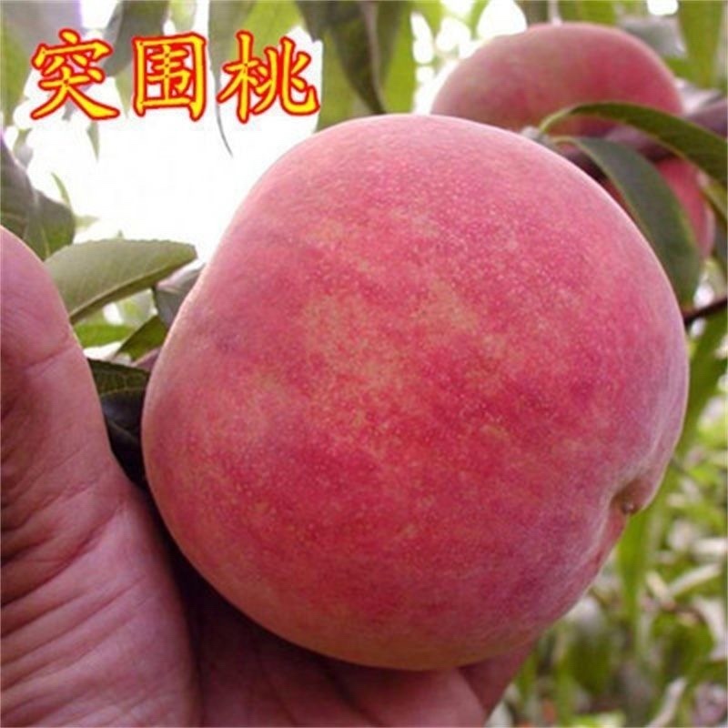 突围桃树苗、水分足、个头大、产量高、好管理、