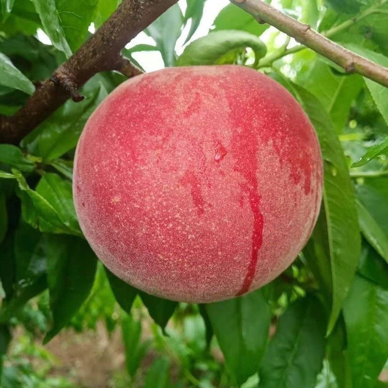 突围桃树苗、水分足、个头大、产量高、好管理、