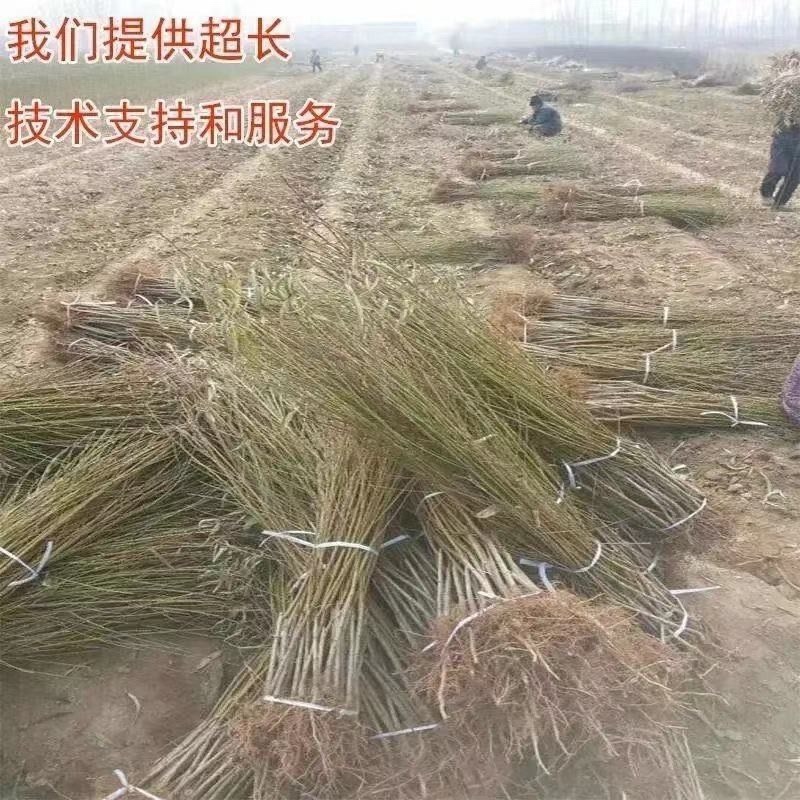 突围桃树苗、水分足、个头大、产量高、好管理、