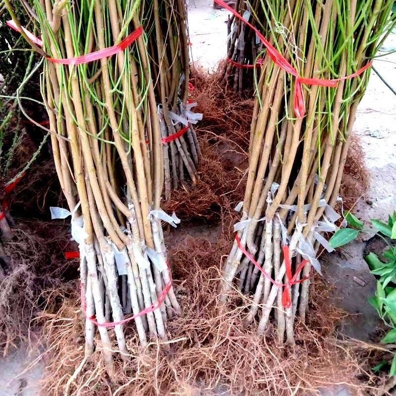 突围桃树苗、水分足、个头大、产量高、好管理、