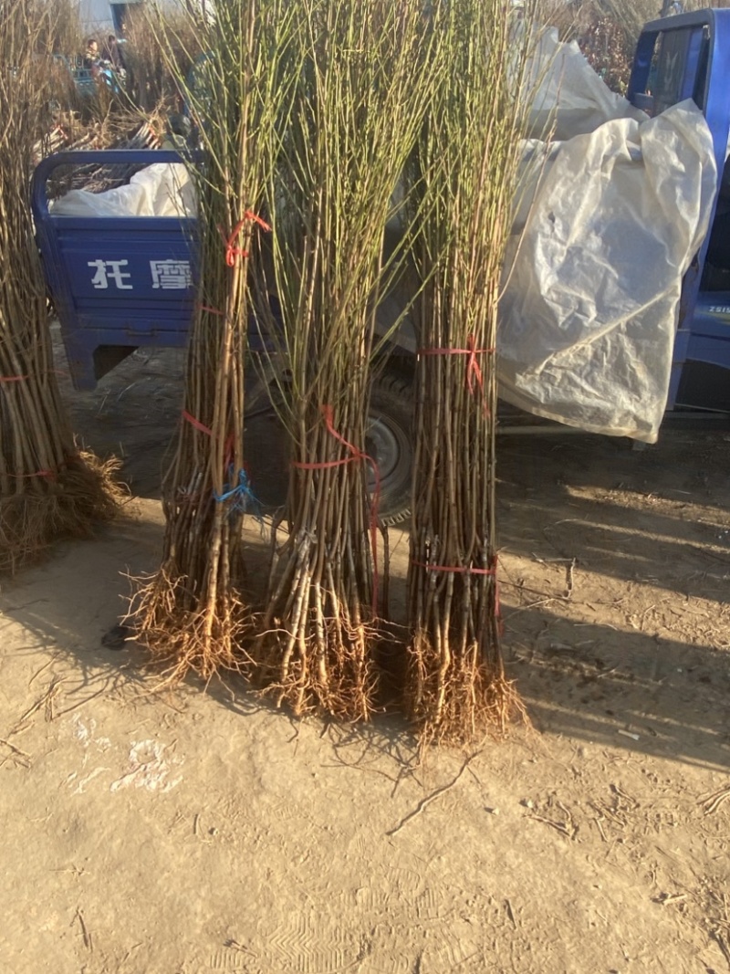突围桃树苗、水分足、个头大、产量高、好管理、