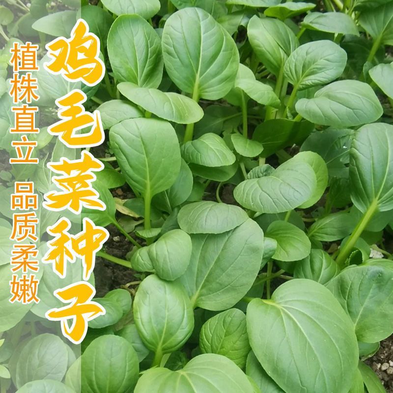 美味鸡毛菜种子适合做鸡毛菜或小菜栽培生长速度快易栽培