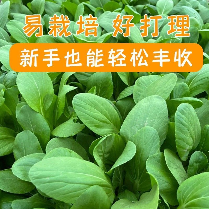 美味鸡毛菜种子适合做鸡毛菜或小菜栽培生长速度快易栽培