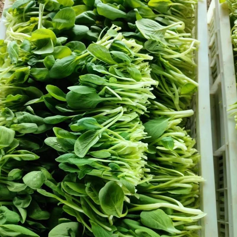 美味鸡毛菜种子适合做鸡毛菜或小菜栽培生长速度快易栽培
