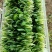美味鸡毛菜种子适合做鸡毛菜或小菜栽培生长速度快易栽培