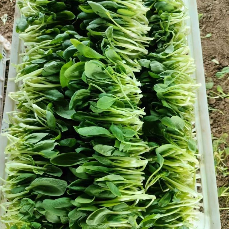 美味鸡毛菜种子适合做鸡毛菜或小菜栽培生长速度快易栽培