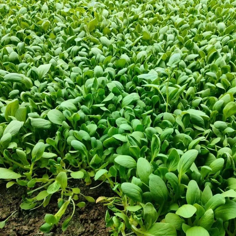 美味鸡毛菜种子适合做鸡毛菜或小菜栽培生长速度快易栽培