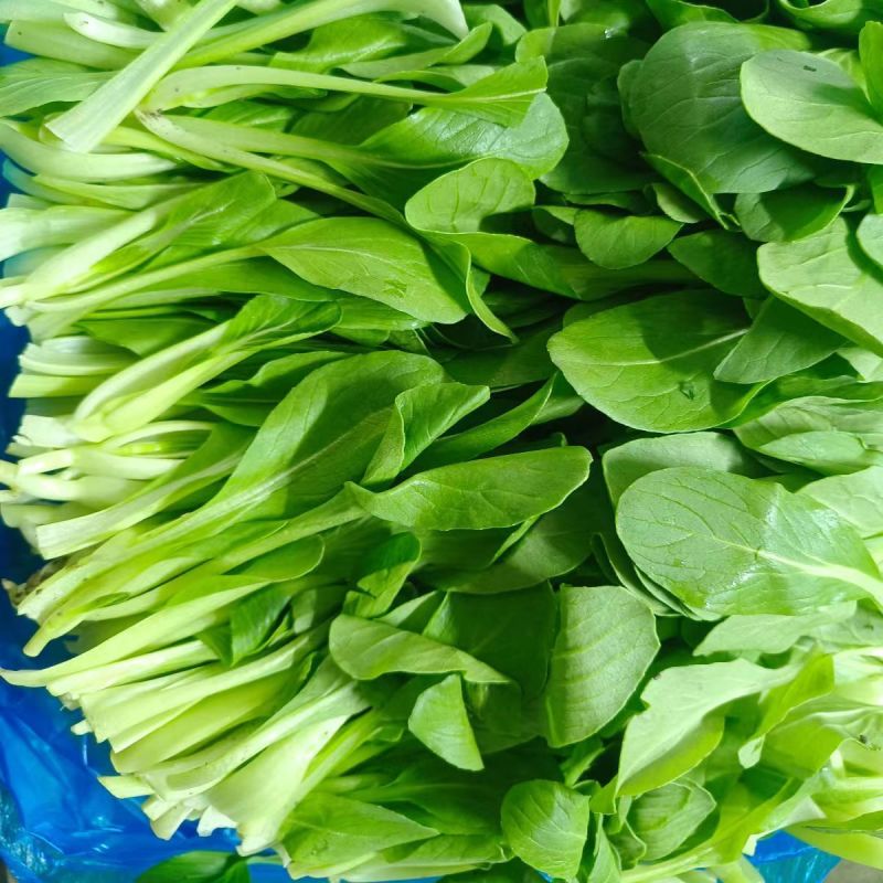 美味鸡毛菜种子适合做鸡毛菜或小菜栽培生长速度快易栽培