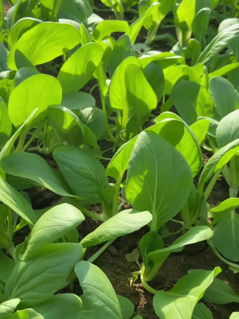 美味鸡毛菜种子适合做鸡毛菜或小菜栽培生长速度快易栽培