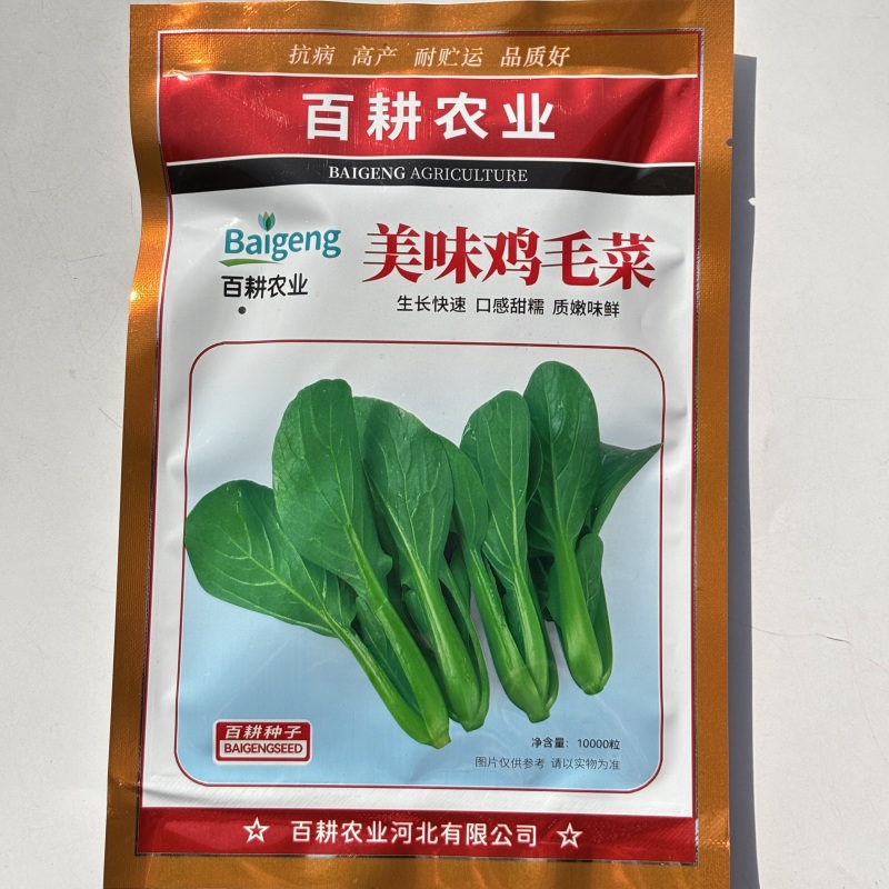 美味鸡毛菜种子适合做鸡毛菜或小菜栽培生长速度快易栽培