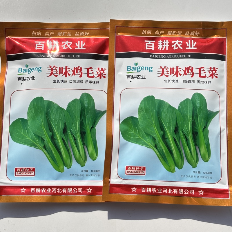 美味鸡毛菜种子适合做鸡毛菜或小菜栽培生长速度快易栽培