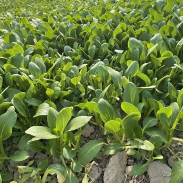 美味鸡毛菜种子适合做鸡毛菜或小菜栽培生长速度快易栽培
