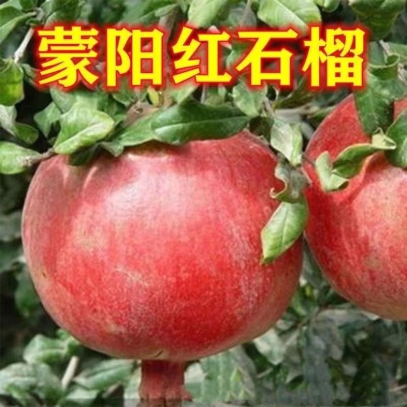 蒙阳红石榴树苗、产量高、不裂果、口感甘甜多汁，个头大