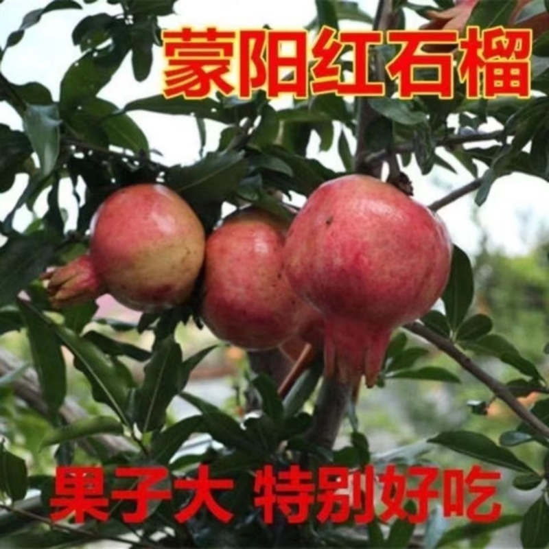 蒙阳红石榴树苗、产量高、不裂果、口感甘甜多汁，个头大