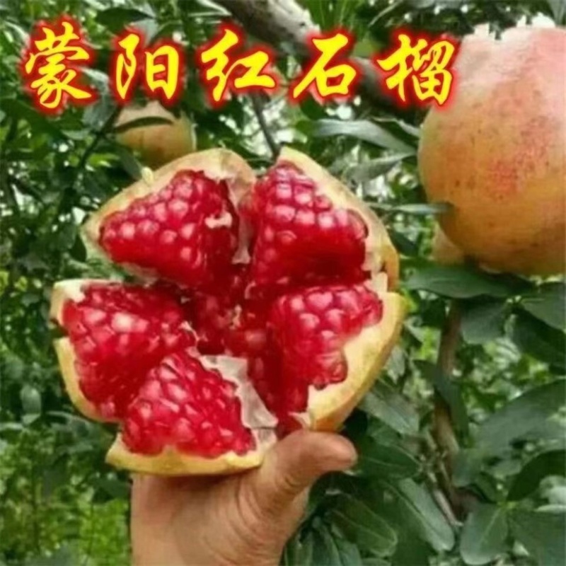 蒙阳红石榴树苗、产量高、不裂果、口感甘甜多汁，个头大