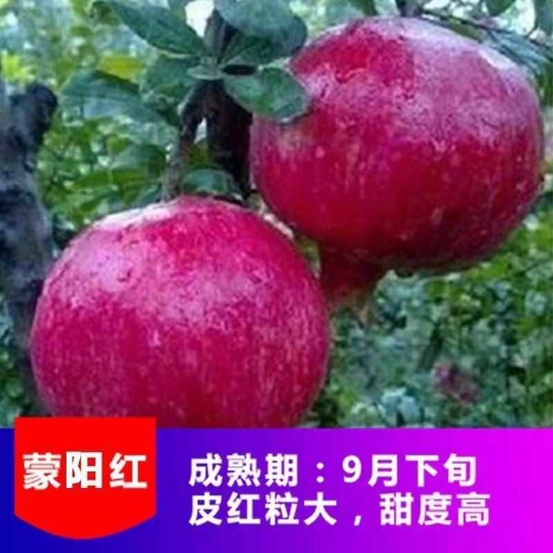 蒙阳红石榴树苗、产量高、不裂果、口感甘甜多汁，个头大
