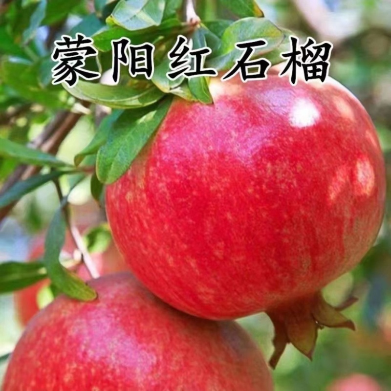 蒙阳红石榴树苗、产量高、不裂果、口感甘甜多汁，个头大