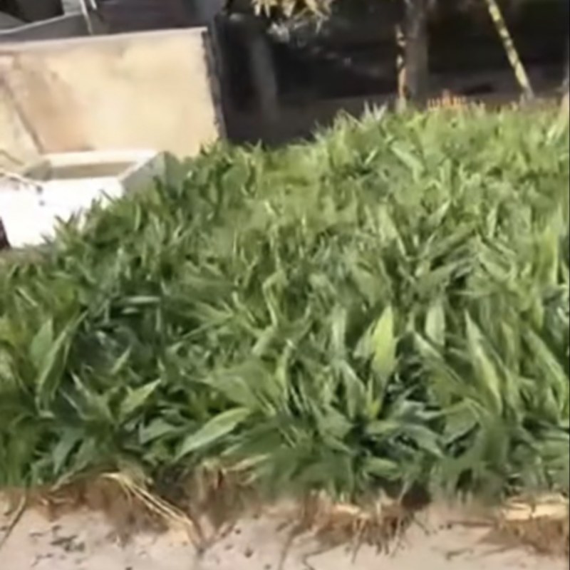 益智苗
