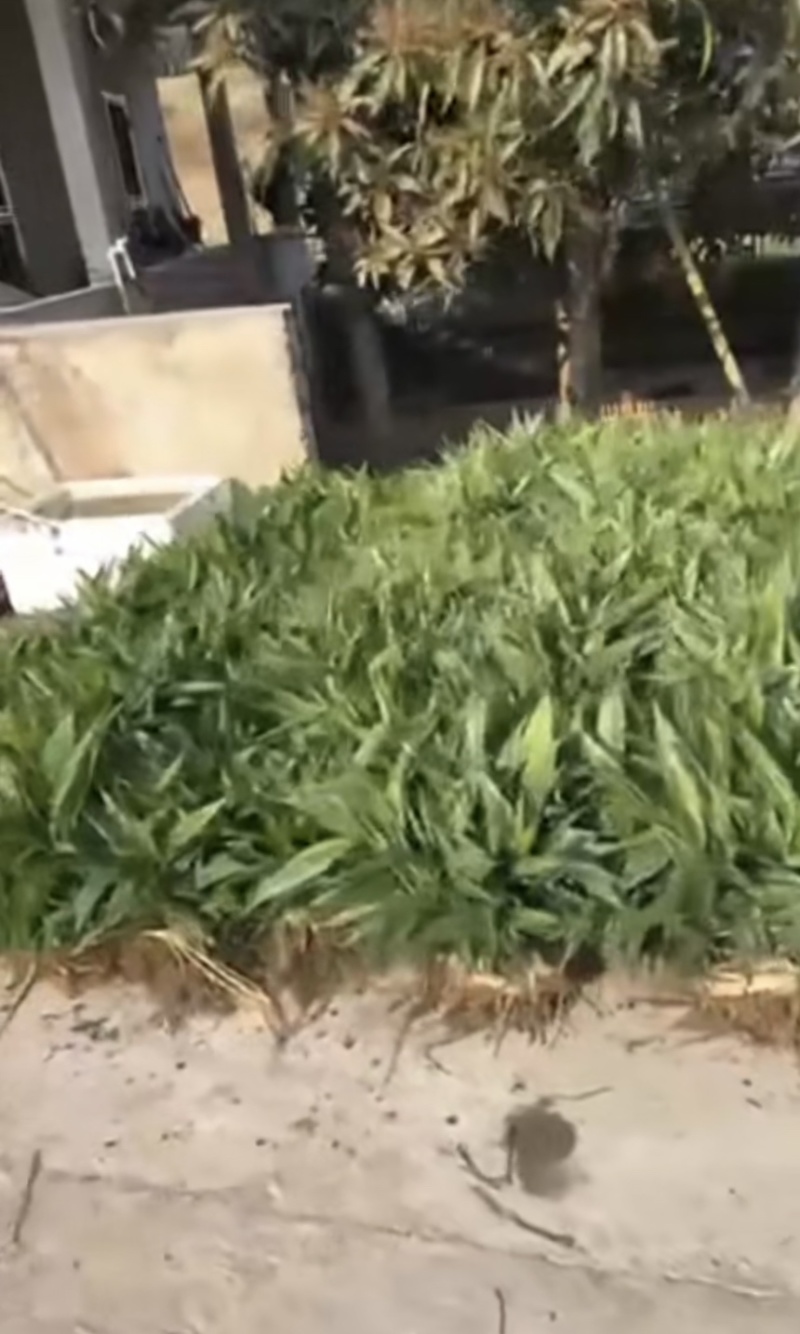 益智苗