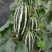 中科90甜瓜种子花皮绿肉橘瓤薄皮类型香瓜干瓤超甜多汁香瓜