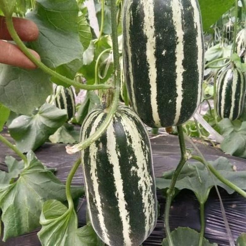 中科90甜瓜种子花皮绿肉橘瓤薄皮类型香瓜干瓤超甜多汁香瓜