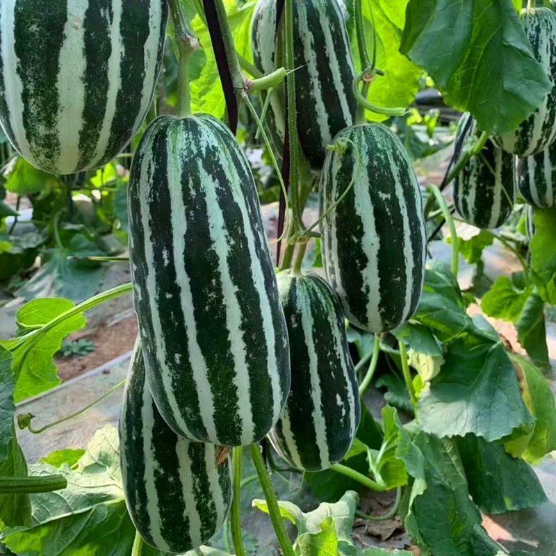 中科90甜瓜种子花皮绿肉橘瓤薄皮类型香瓜干瓤超甜多汁香瓜