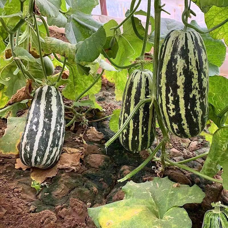 中科90甜瓜种子花皮绿肉橘瓤薄皮类型香瓜干瓤超甜多汁香瓜