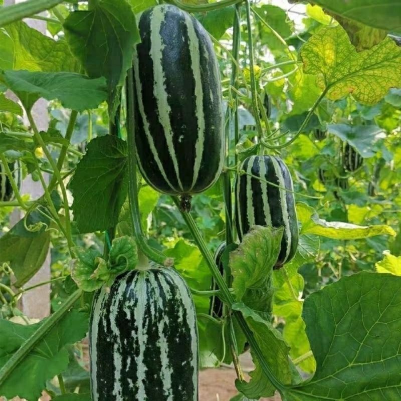 中科90甜瓜种子花皮绿肉橘瓤薄皮类型香瓜干瓤超甜多汁香瓜