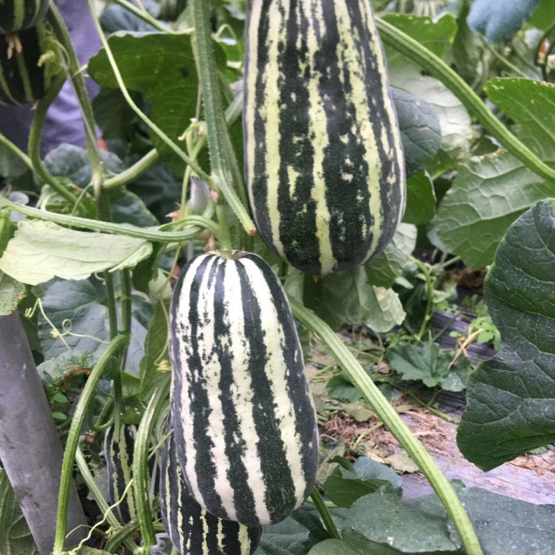 中科90甜瓜种子花皮绿肉橘瓤薄皮类型香瓜干瓤超甜多汁香瓜