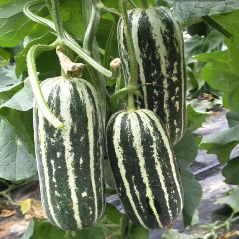 中科90甜瓜种子花皮绿肉橘瓤薄皮类型香瓜干瓤超甜多汁香瓜