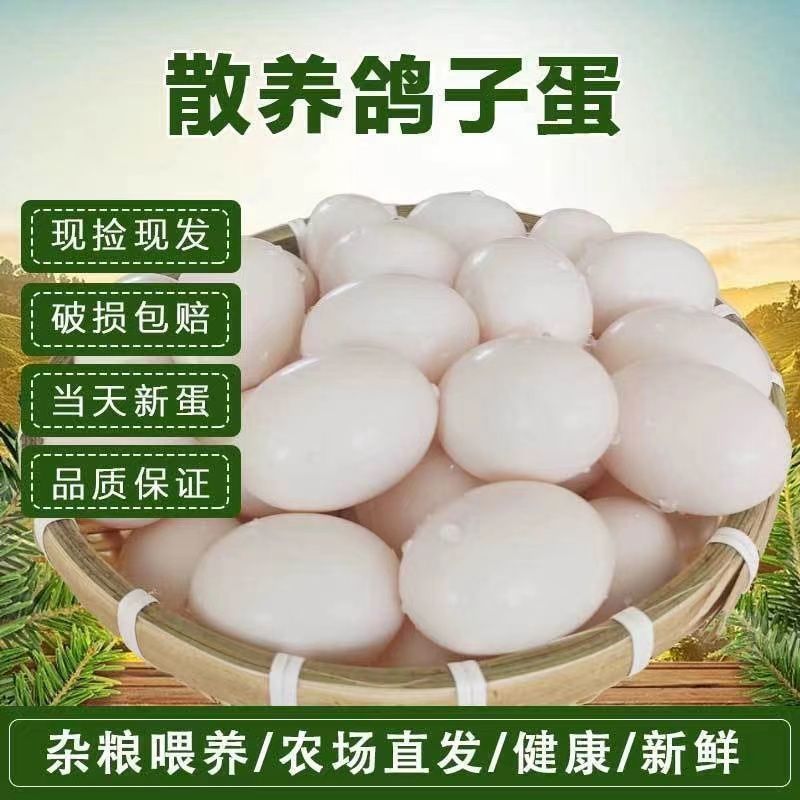 鸽子蛋批发全国发货包邮