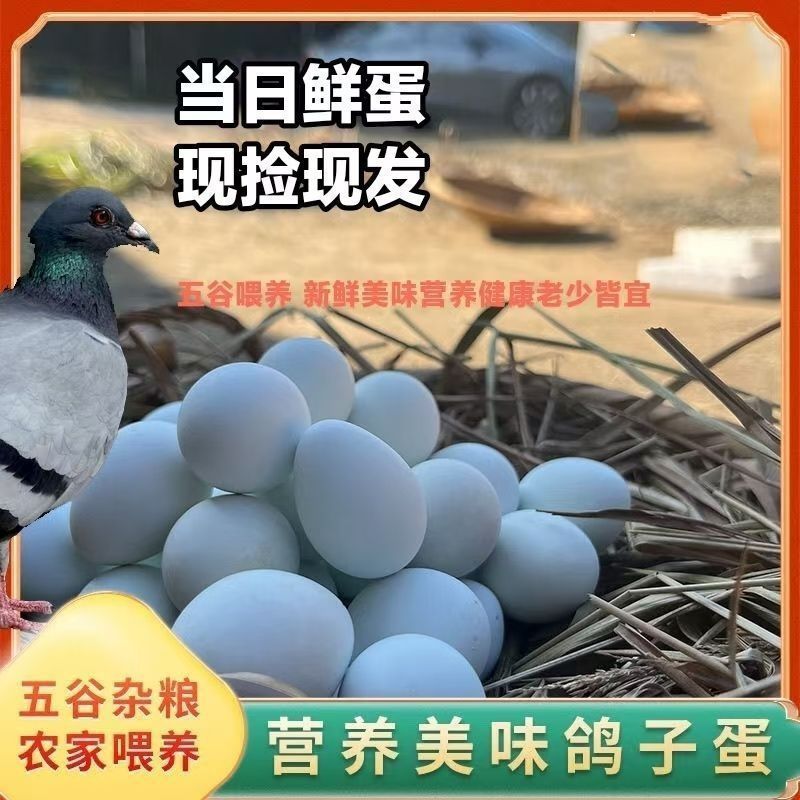 鸽子蛋批发全国发货包邮