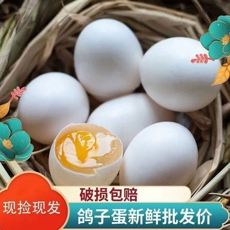 鸽子蛋批发全国发货包邮
