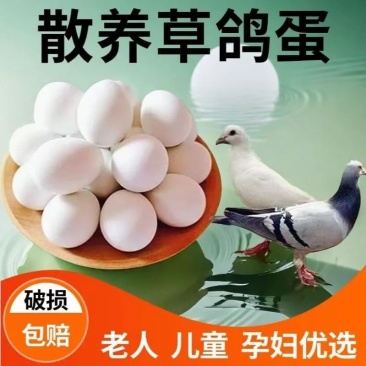 鸽子蛋批发全国发货包邮